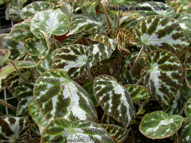 B. ‘pustulata var. argentea ’